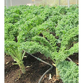 Mua Hạt giống rau cải xoăn kale