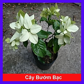 Cây Bướm Bạc - cây cảnh để trong nhà + tặng phân bón cho cây