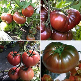 Hạt giống cà chua hoàng tử ( cà chua soccola quả to ) 30 hạt/gói - Kèm 3 viên  nén ươm hạt