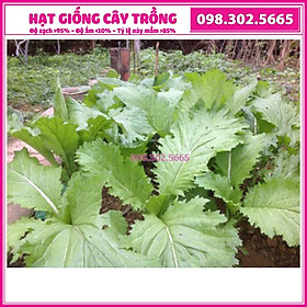 Hạt giống rau cải canh lá xẻ, cải mèo cao sản, chịu lạnh tốt, có thể trồng quanh năm