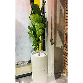 Cây bàng singapore chậu xi măng