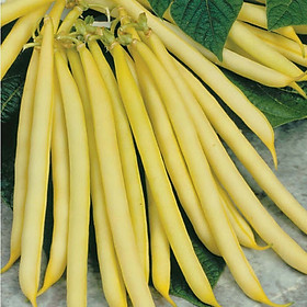 Hình ảnh Hạt giống đậu cove vàng dạng bụi VTS67