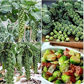 Mua Hạt giống bắp cải tí hon xanh 50-60 hạt/gói