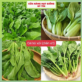 Mua Hạt Giống Cải Bó Xôi(Rau Chân Vịt) Loại Siêu Dễ Trồng & Dễ Thu Hoạch Tặng kèm Hướng Dẫn Trồng
