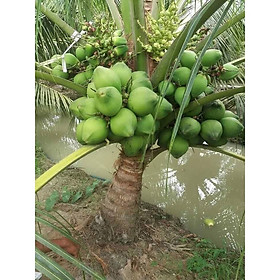 cây giống Dừa Xiêm Lục