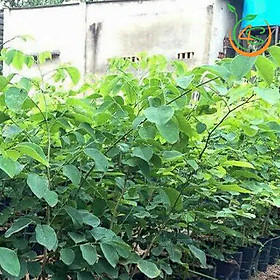 Mua Cây Giống Trắc Đỏ