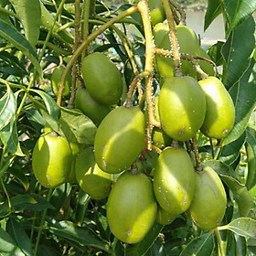 Mua Cây giống CÓC THÁI LÙN SIÊU QUẢ  DÒNG QUẢ SỚM  CAM KẾT chuẩn hàng F1  năng suất cao