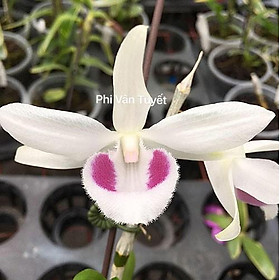 Cốc phi điệp 5 cánh trắng Bạch tuyết - hàng gieo hạt - hoa xổ số - hoa siêu đẹp giá rẻ