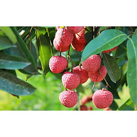 Vải thiều chiết, cây giống gửi đi nguyên bầu