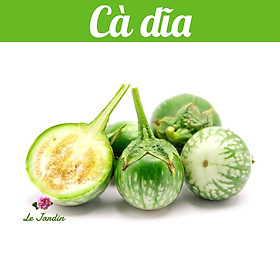 Hạt giống cà dĩa Rado gói 0,5gr - DỄ TRỒNG