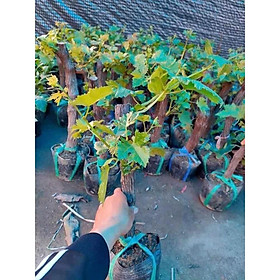 Mua CÂY NHO NINH THUẬN