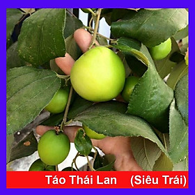 Hình ảnh Cây Táo Thái Lan Siêu Trái - cây cảnh vườn