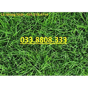 Mua Hạt Giống Cỏ Nhung Nhật - Cỏ Sân Vườn  (gói 50g) - Hạt Giống Cỏ Thảm - Cỏ Cảnh