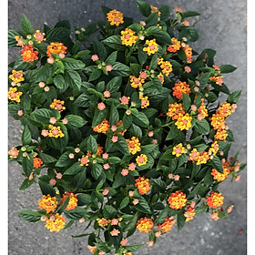 Cây hoa ngũ sắc tán rộng 50 - 70 cm