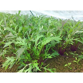 HẠT GIỐNG CẢI ĐUÔI PHỤNG