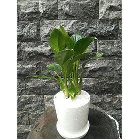 Cây trầu bà đế vương
