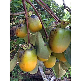 Mua Cây Giống Hồng giòn không hạt nhật bản (CÂY GHÉP CHO TRÁI SỚM)