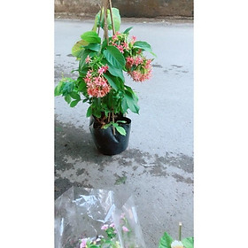 Mua Dây Sử Quân Tử (Trang Leo)