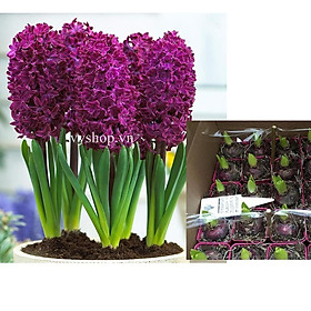 Củ giống hoa tiên ông hoa màu tím - 1 củ