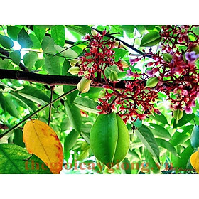 Mua Cây Giống Khế Chua Rùng Mình