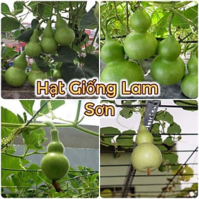 BẦU HỒ LÔ - Siêu Trái, Đặc Ruột, Món Ăn Ngon.