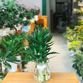 Mua Cây trúc phú quý phát tài phát lộc thuỷ sinh