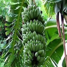 Cây giống Chuối Tây Lùn