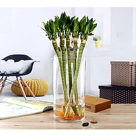 Mua Bình Bông Lọ Hoa Thủy Tinh D10XH20Cm  Bình Hoa Trụ Tròn  Chậu trồng cây thủy sinh