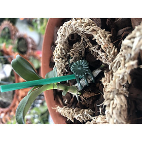 Mua 5kg Vỏ thông trồng lan