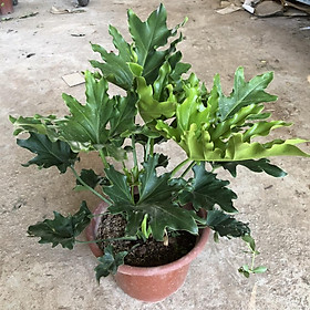Mua Cây trầu bà thanh xuân lá rách  Chiều cao 40cm lá xẻ bắt mắt phong thủy tốt thích hợp trang trí sân vườn phòng khách