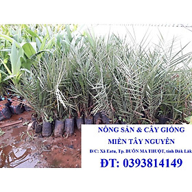 Cây giống Chà Là ăn trái TRUNG ĐÔNG cao đẹp như hình. () [ GHN ]