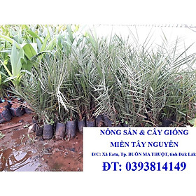 Cây giống Chà Là ăn trái TRUNG ĐÔNG cao đẹp như hình. ()