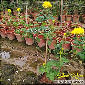 Mua Hoa hồng ngoại Shell Rose (cây to)vàng sang chảnh - MinaKun Shop