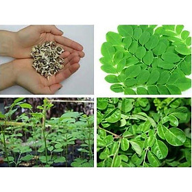 Mua Hạt giống rau chùm ngây