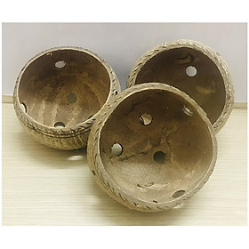 3 Gáo Dừa Trồng Hoa Cây Cảnh