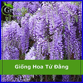 Hình ảnh Hạt Giống Hoa Tử Đằng (5H)