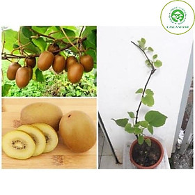 Mua cây kiwi ra quả siêu sớm (ảnh thật số 2)