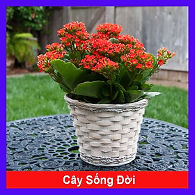 Cây Sống Đời - Cây cảnh mini để bàn + Tặng phân bón cho cây mau lớn