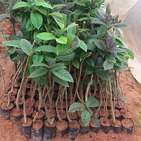 COMBO 10 CÂY TRÀ HOA VÀNG chỉ với 250k