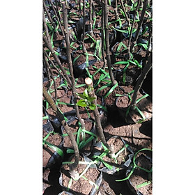 Combo 2 cây táo cherry xanh lùn + Tặng 01 cây dâu da đất