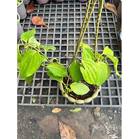 Chậu cây tiêu Vĩnh Linh