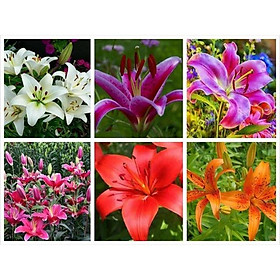 Mua Hạt giống hoa Ly  Hoa Lily nhiều màu dễ trồng