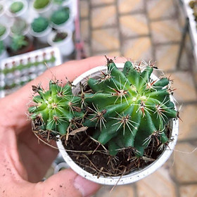 Cây Xương Rồng Mini Để Bàn – Xương Rồng Thanh Sơn , Xương Rồng Tai Thỏ , Xương Rồng Bánh Sinh Nhật , Xương Rồng Gym , Xương Rồng Astro , Xương Rồng Kim Hổ