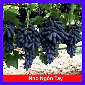 Mua Cây nho ngón tay đen không hạt - cây ăn quả + tặng phân bón cho cây mau lớn