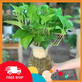 Mua Cây đẹp  Cây Vạn Niên Thanh thủy sinh để bàn