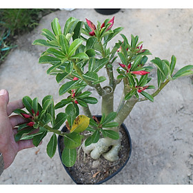Cây sứ Ánh Dương gốc to hoa màu đỏ