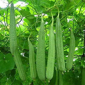 Mua Hạt Giống Mướp Khía F1 (1gr)