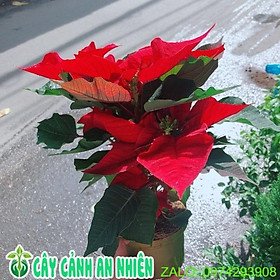 Mua Cây Trạng Nguyên