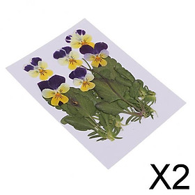 2x6 Pack Real Pressed Dried Flowers Viola tricolor for Art Craft Scrapbooking