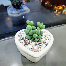Chậu trồng cây mini hình trái tim